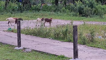 Sexo na fazenda